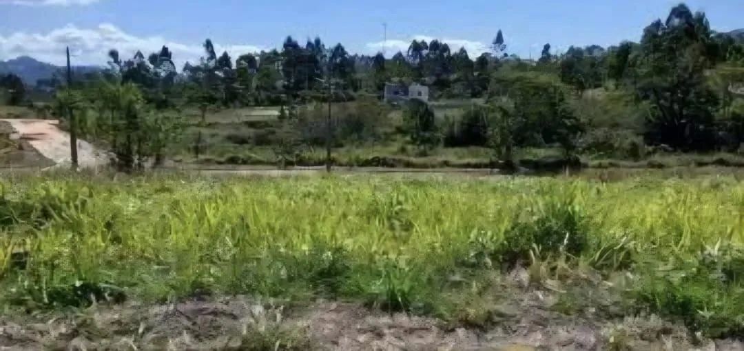 Barbada! Pronto para construir! Vendo lindo terreno/ lote plano com 510 m², com escritura  - Foto 4