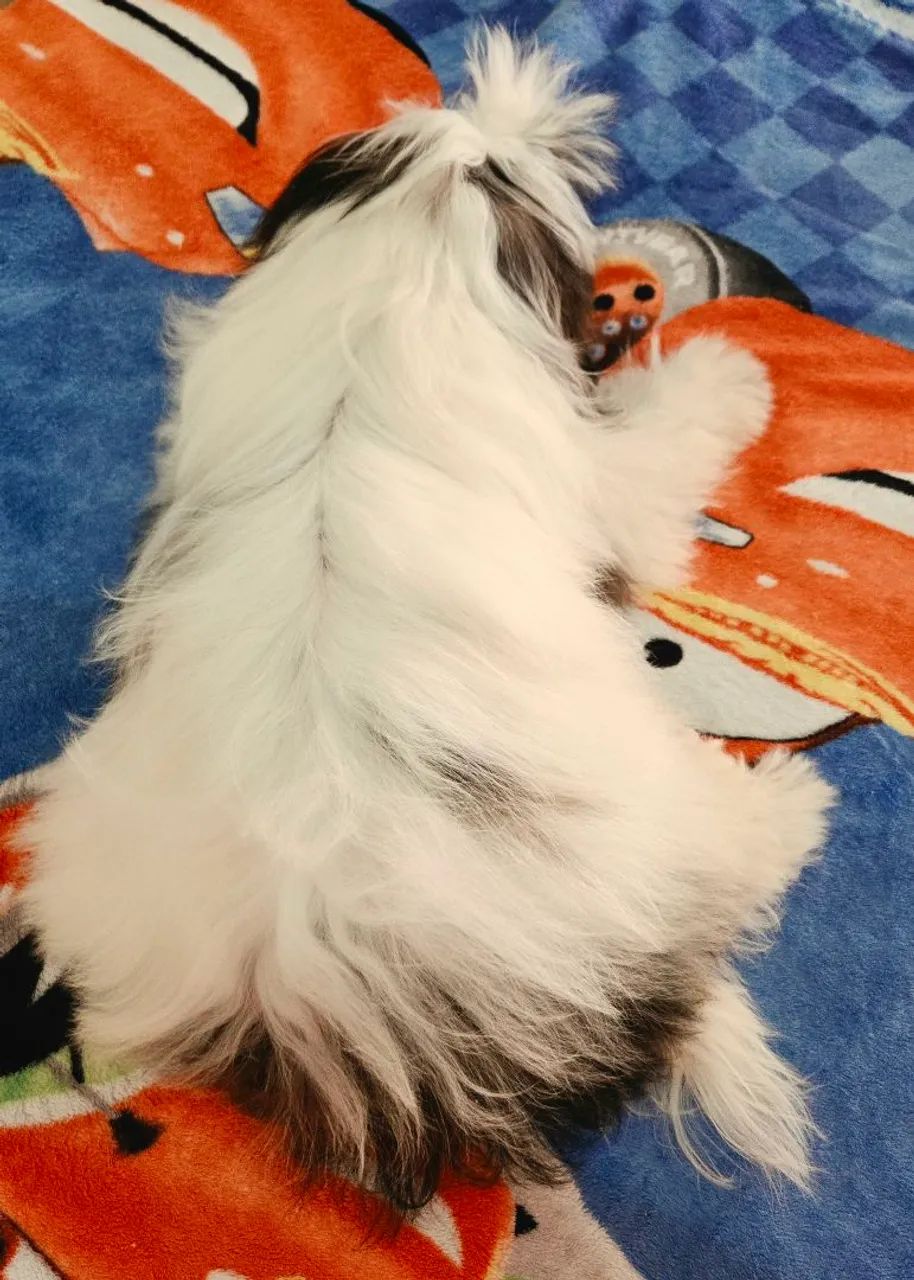 Shih tzu 4 meses macho mini - Foto 4