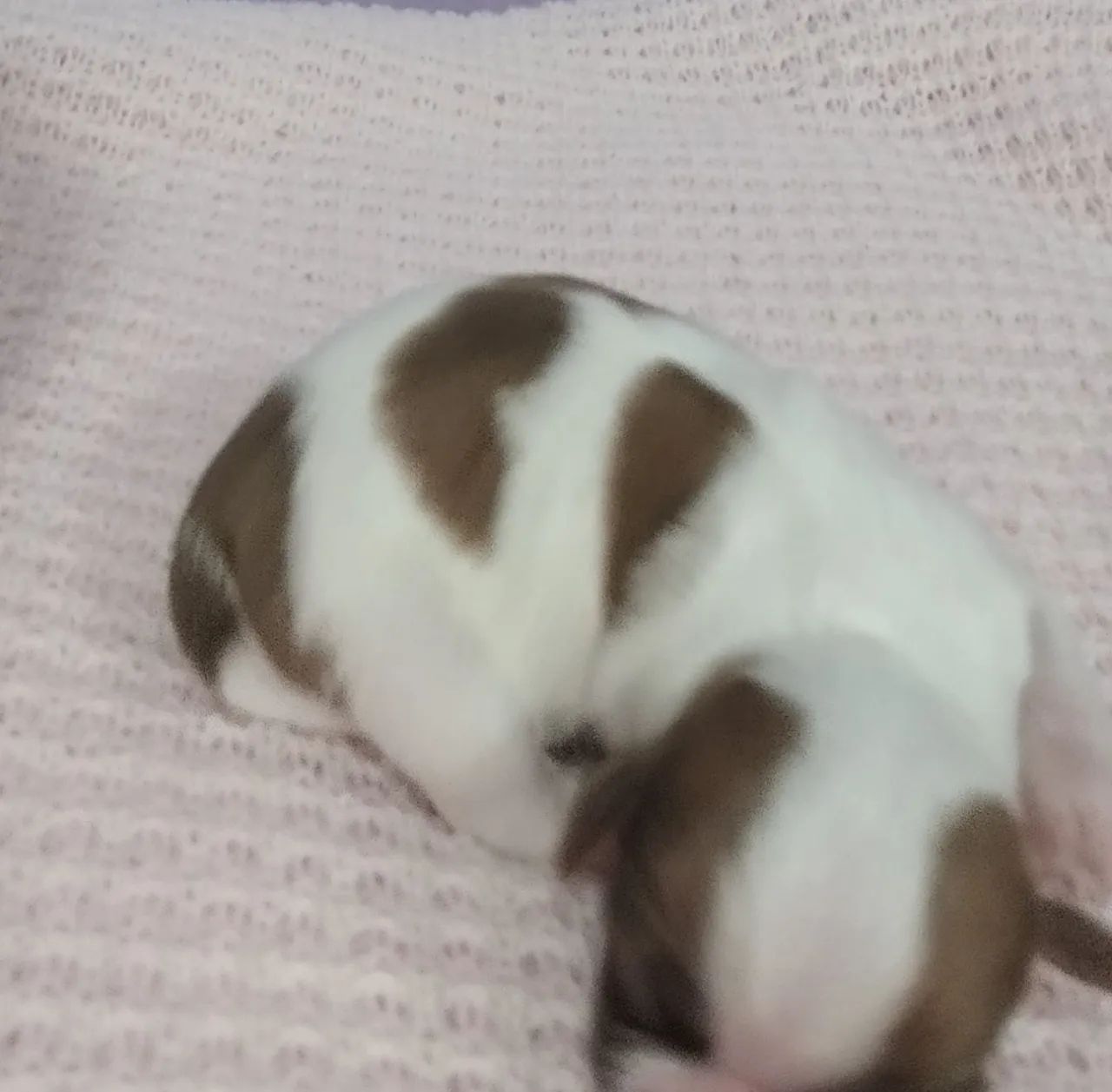 Cachorro  - Foto 2