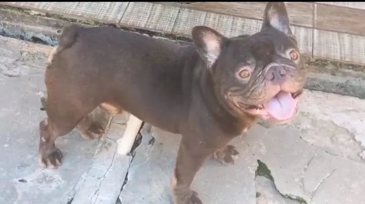 Bulldog francês chocolate para cruza
