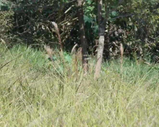 Terreno em Jundiaí/SP - Foto 4
