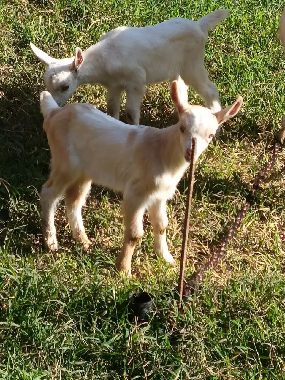Cabrito