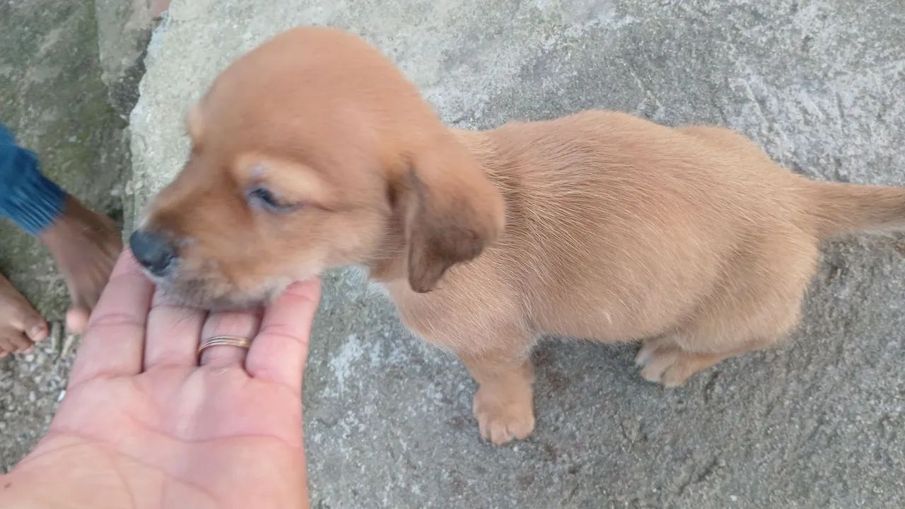 Lindo salsicha com pincher  - Foto 4