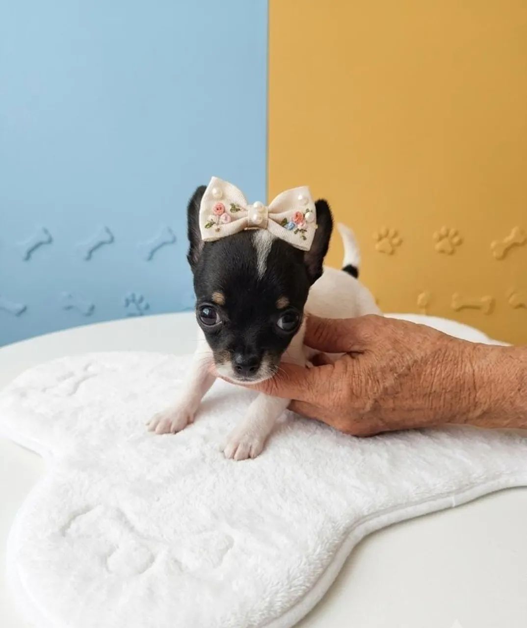 Pinscher Fêmea Mini