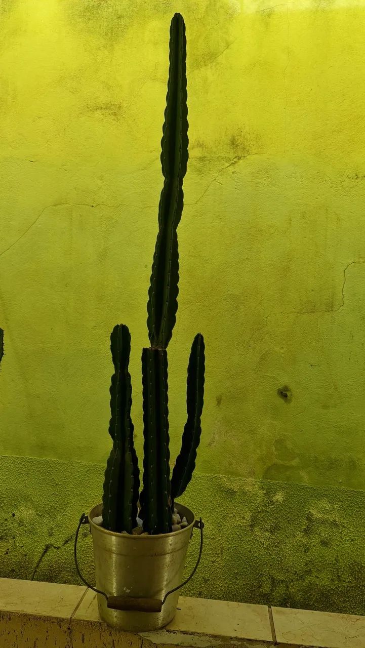 CACTOS MANDACARU 