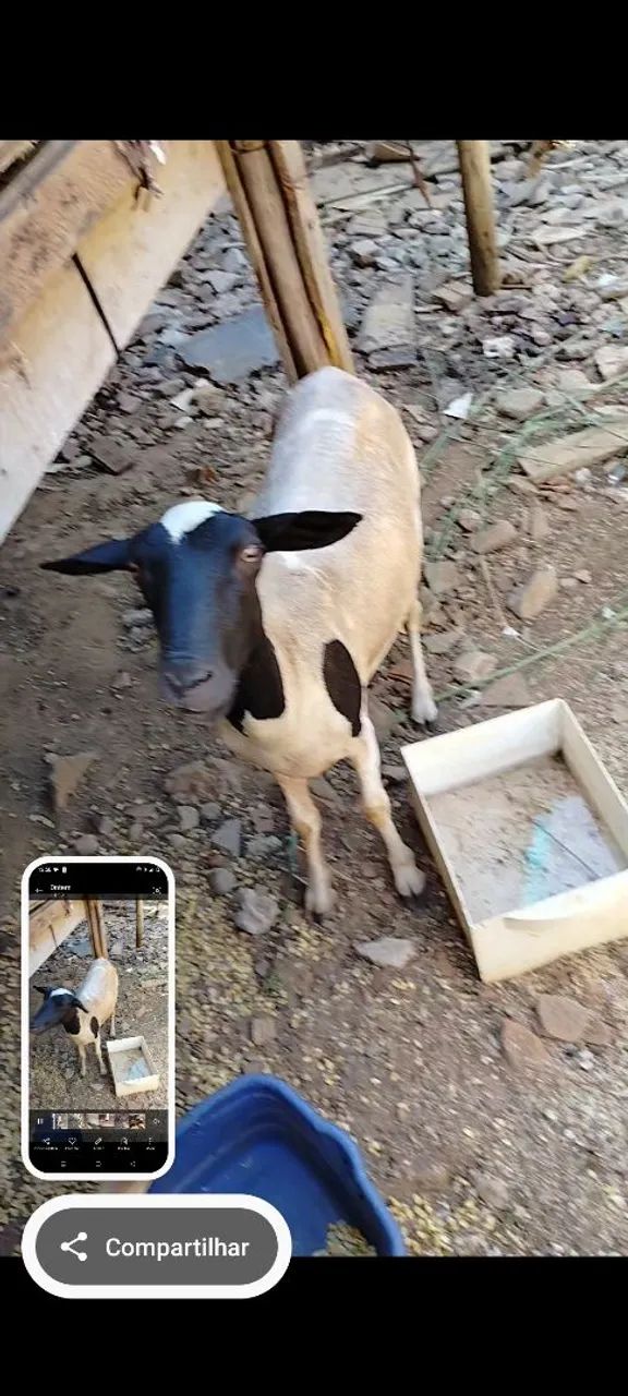 Animais - Foto 6