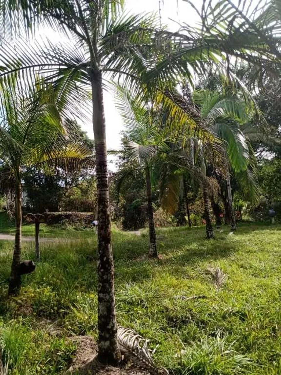 Chácara Recanto do Anjos - Foto 5