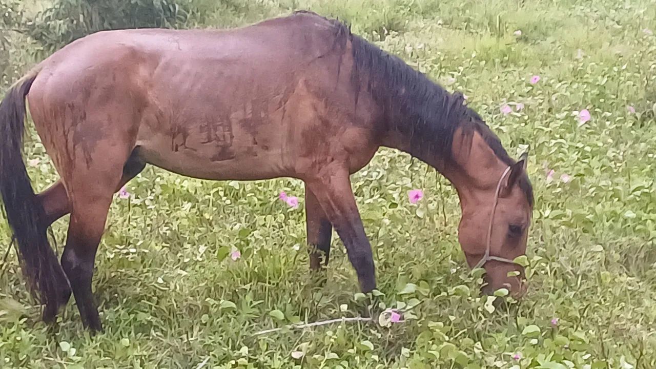 Cavalo