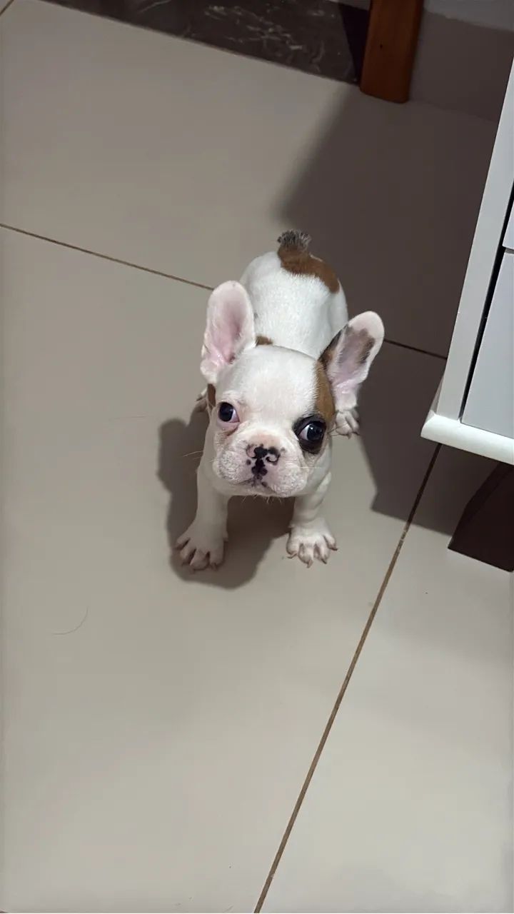 Animal  - Foto 2
