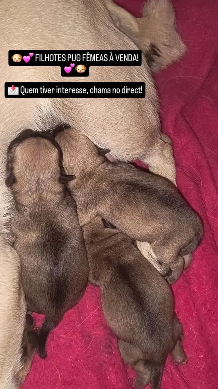 Pug disponível 