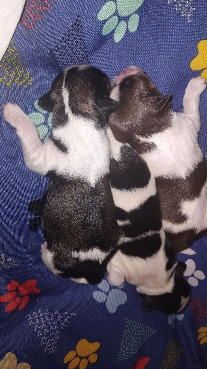 Pets 