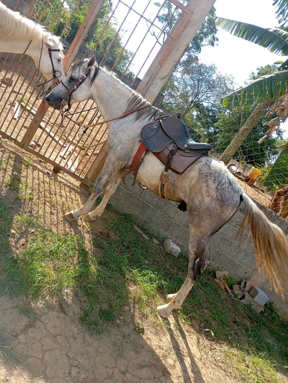 Cavalo tordilho - Foto 5