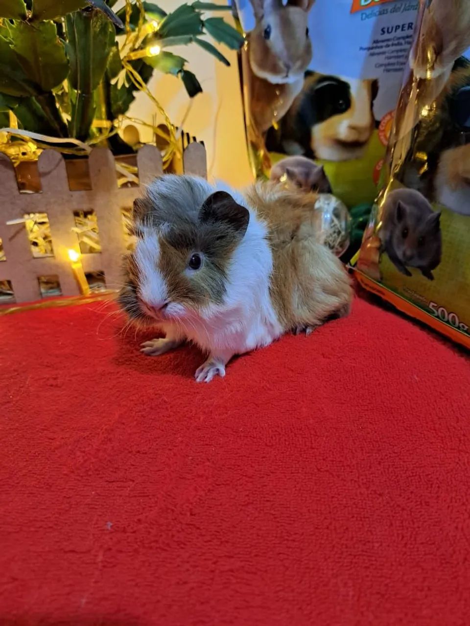 Porquinho da índia várias raças  - Foto 3