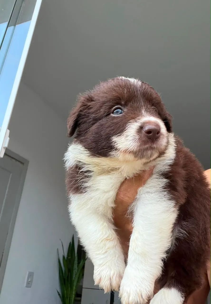Border Collie - Alto Padrão - Foto 4