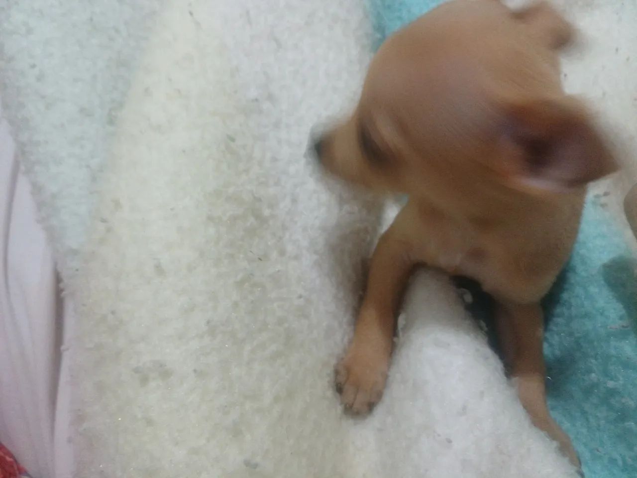 Animais de estimação   - Foto 5
