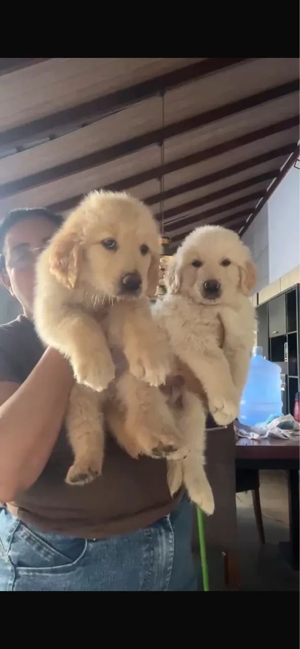 Cachorro 