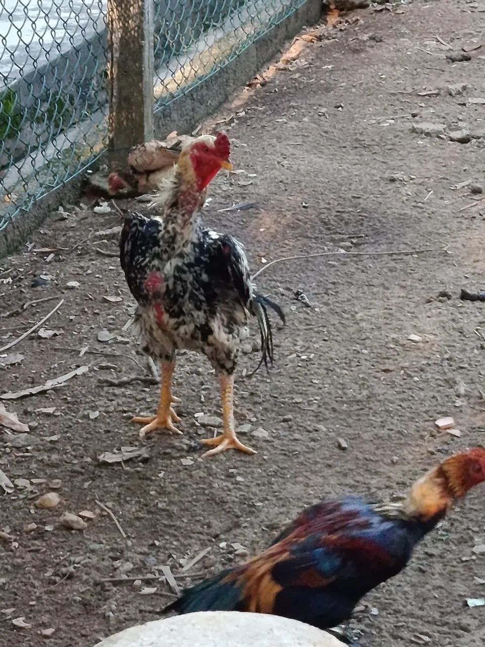 Galo Shamo