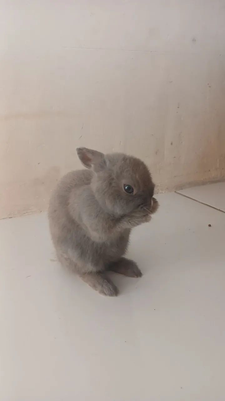 Coelho doméstico anão  - Foto 3