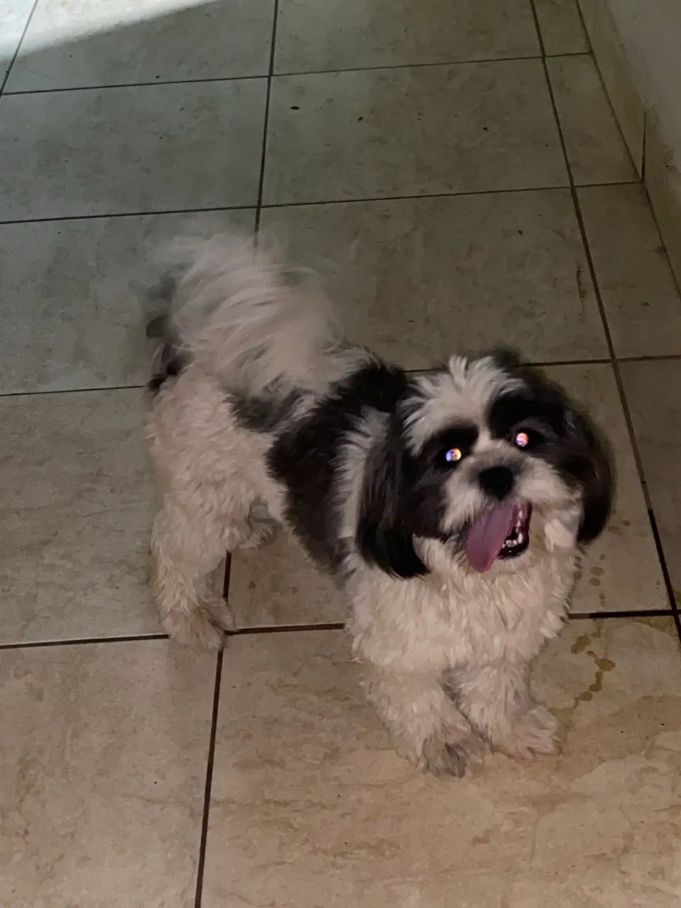 Cachorro - Foto 2