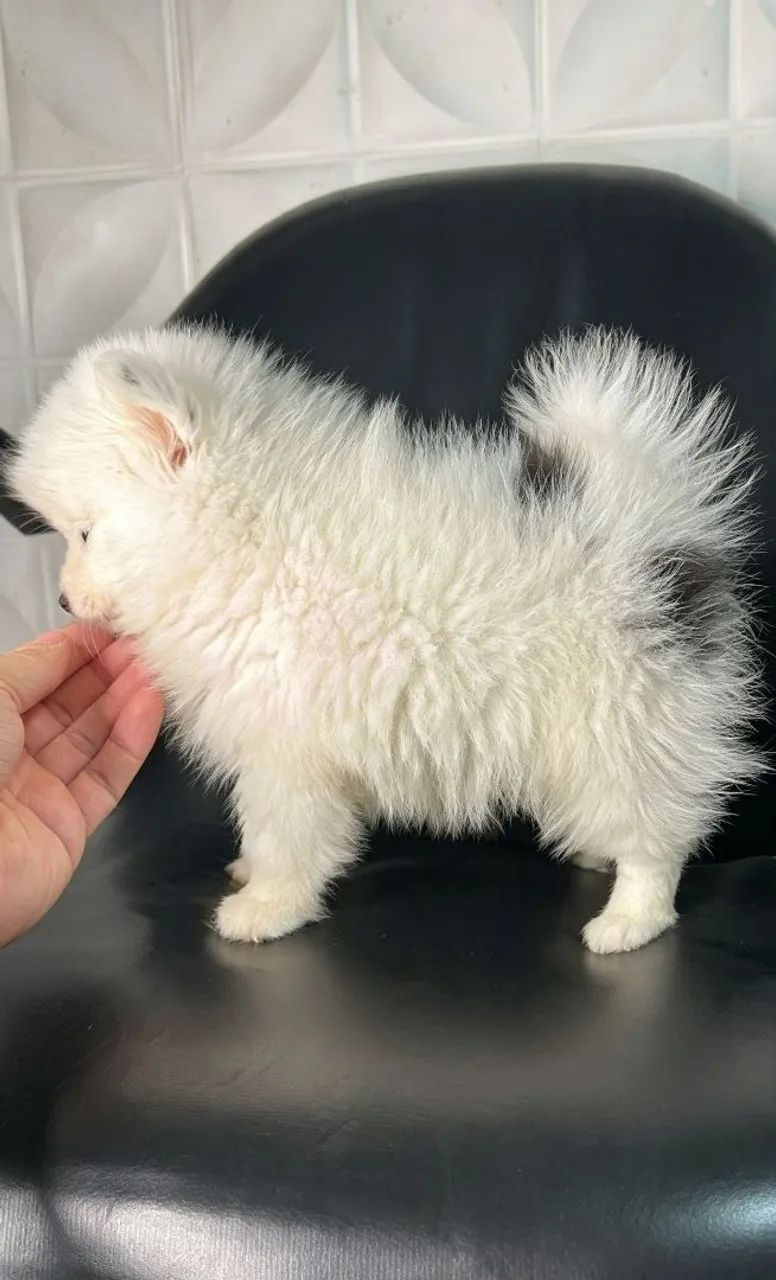 Pomsky mini husky siberiano  - Foto 3
