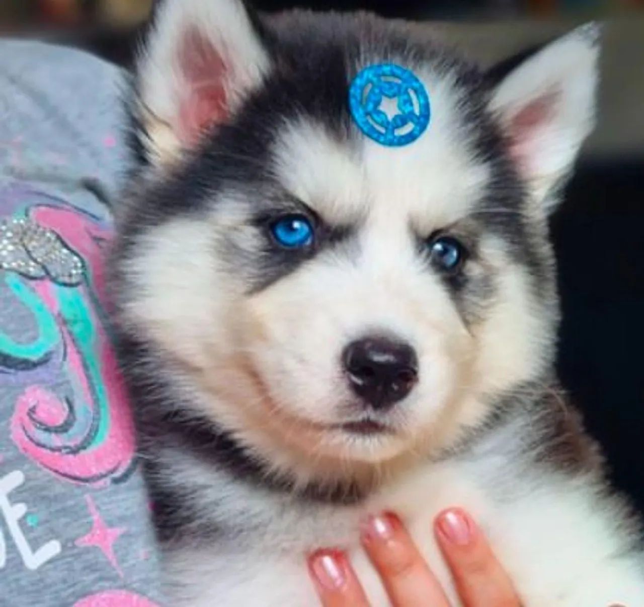Husky siberiano  - Foto 4