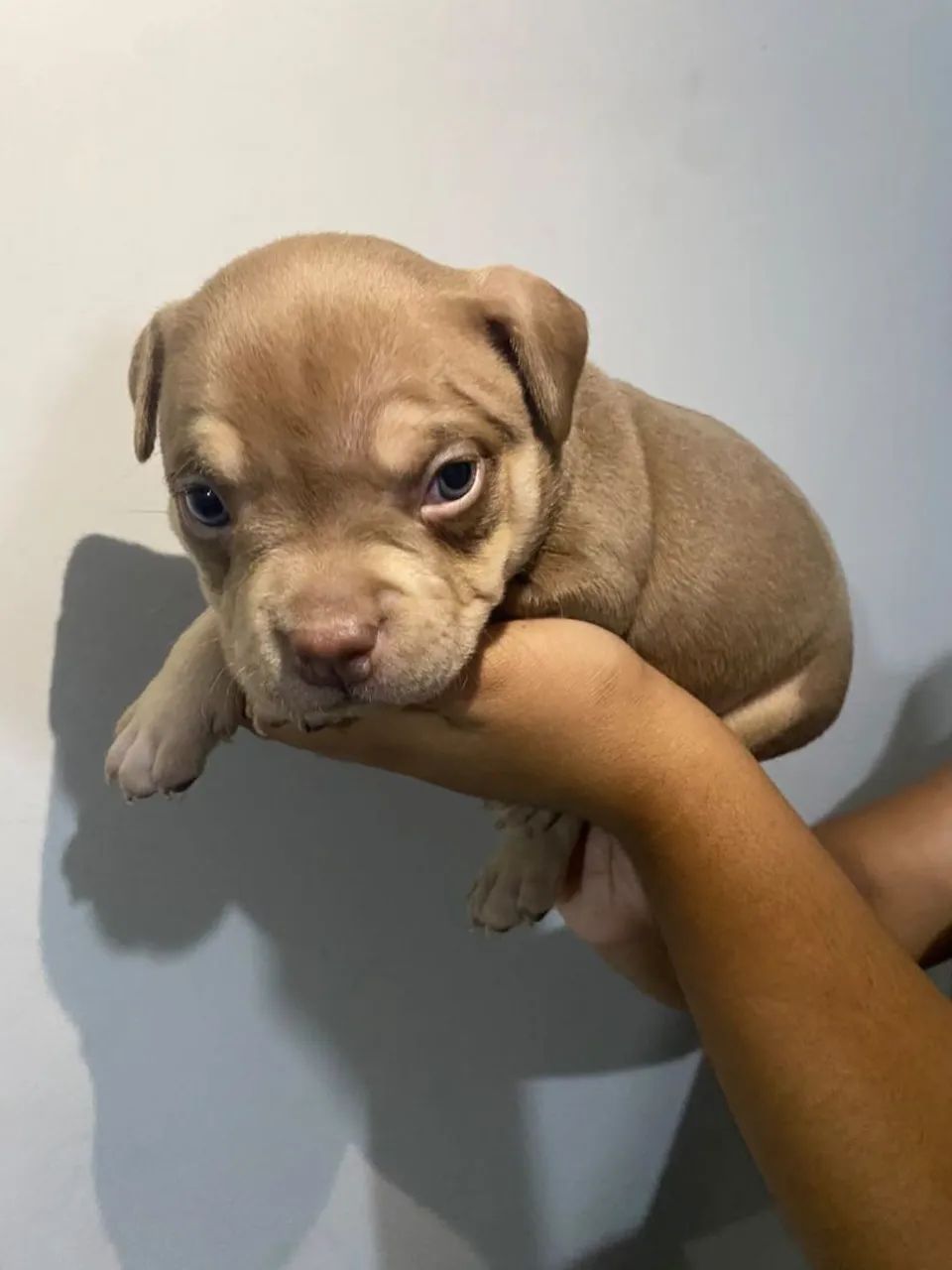 American Bully Micro - Foto 4