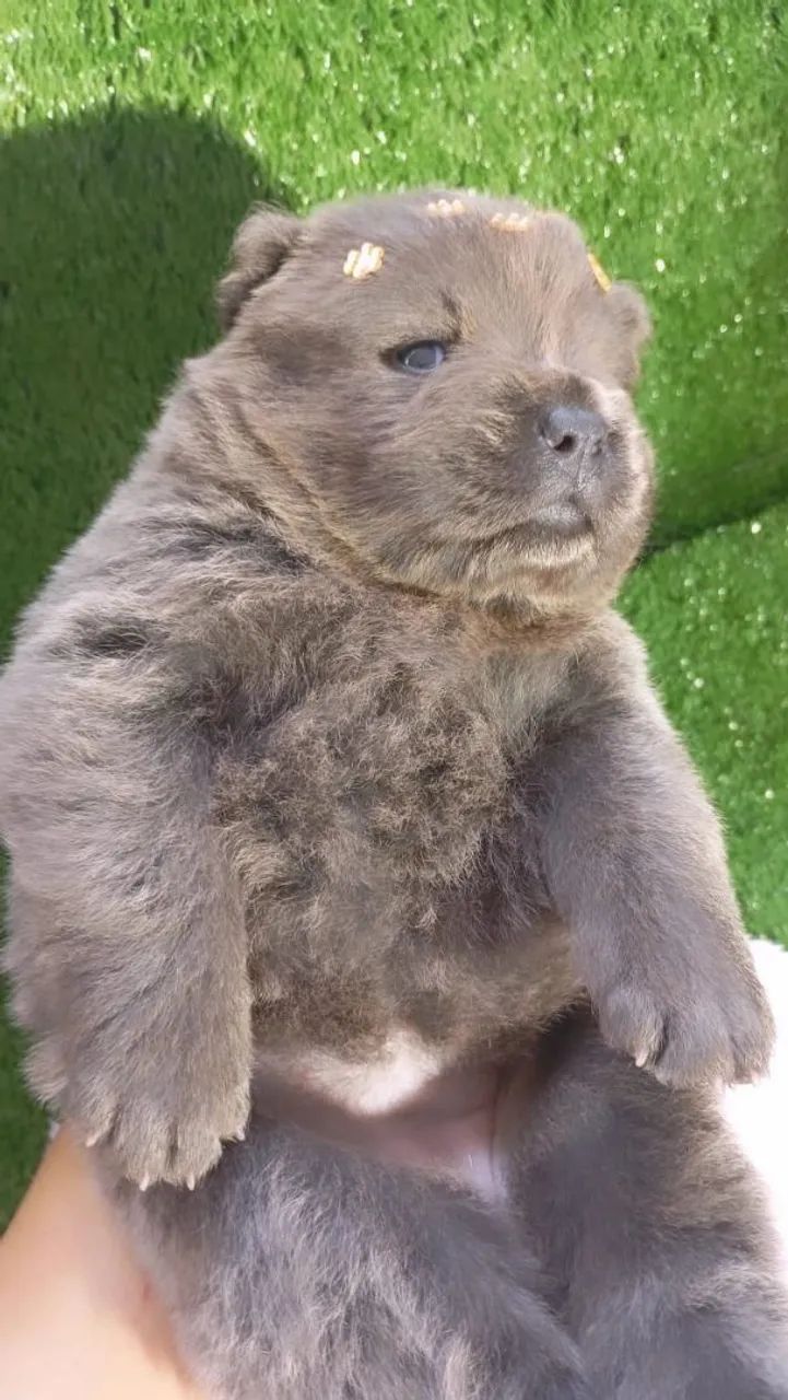 Chow chow - Foto 4