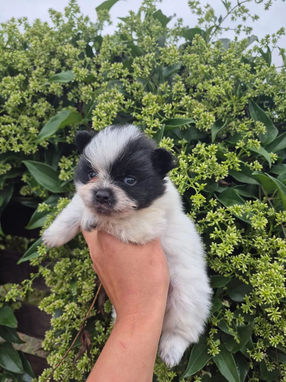 Lulu macho Bicolor  - Foto 2