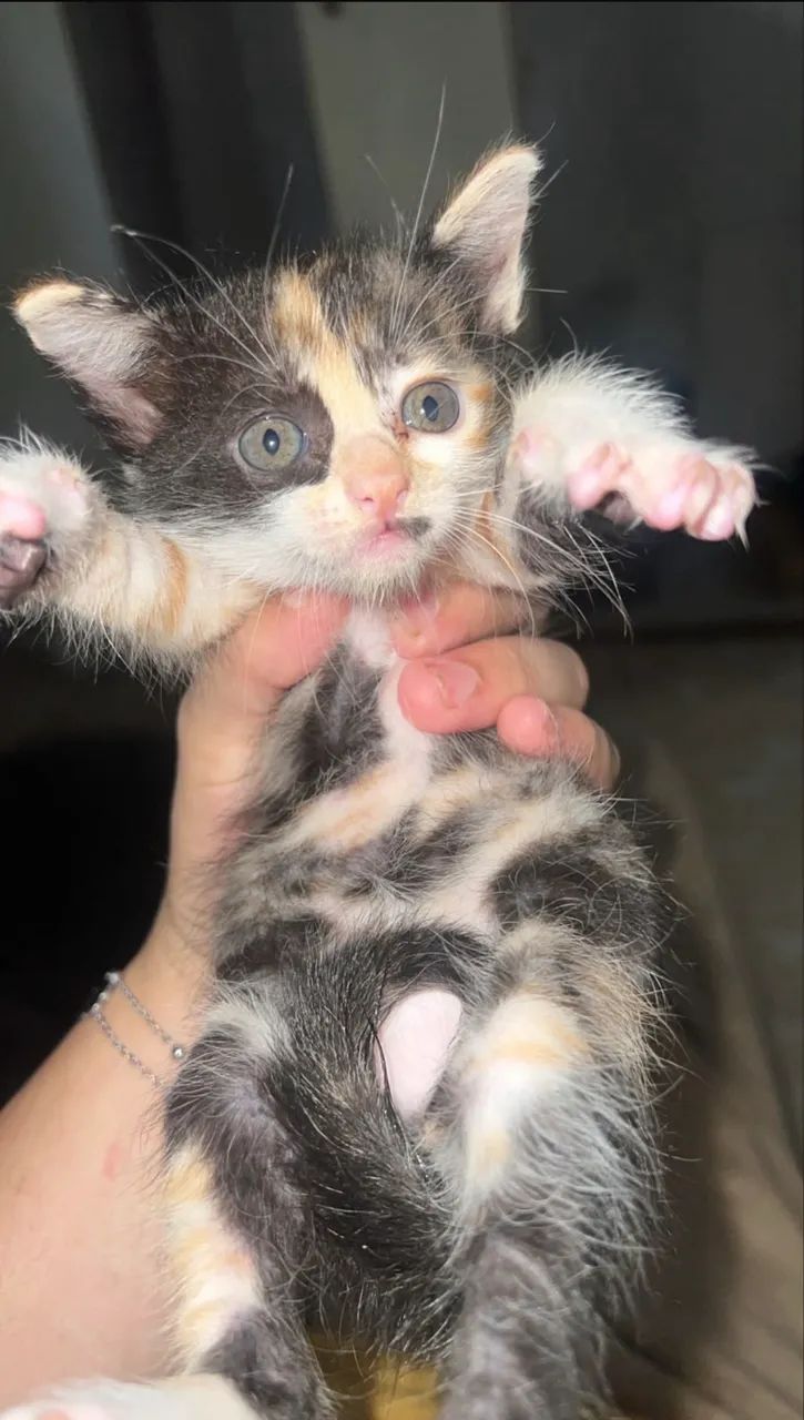 Gatos para adoção  - Foto 3