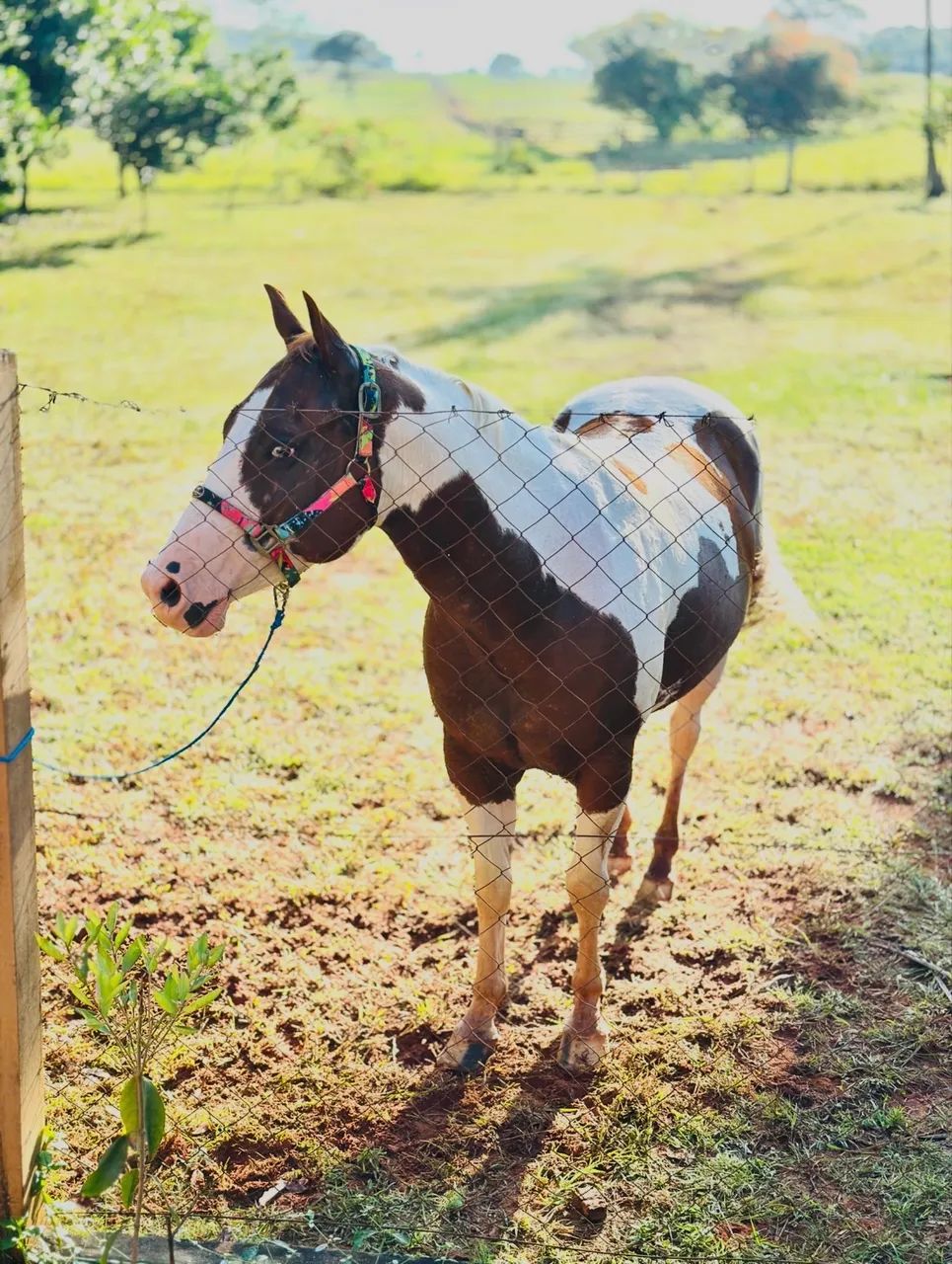 Cavalo Paint Horse - 6 anos - castrado - Foto 3