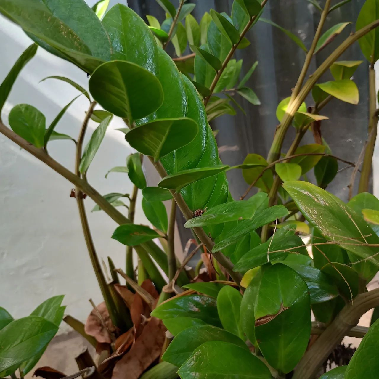 Zamioculca (Zamioculcas zamiifolia), conhecida popularmente como planta da fortuna.  - Foto 3