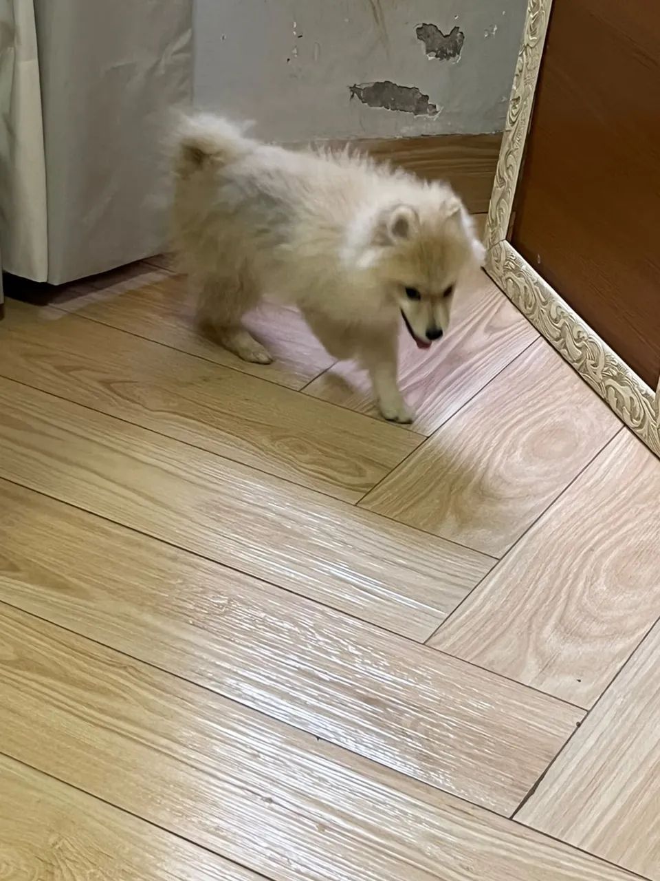 Lulu da Pomerania  - Foto 2