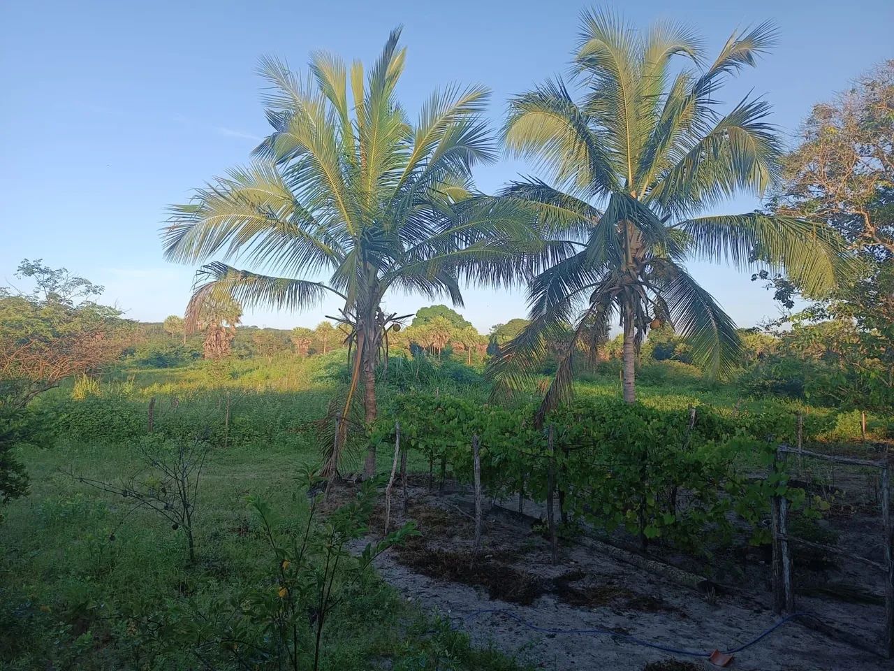 Fazenda 130ha - Foto 5