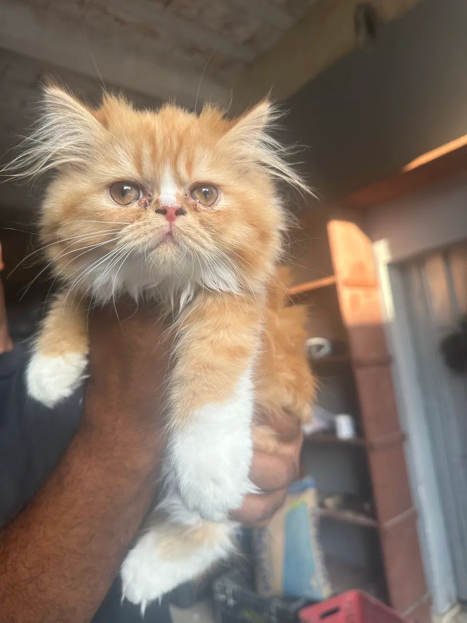 Gato persa  - Foto 2