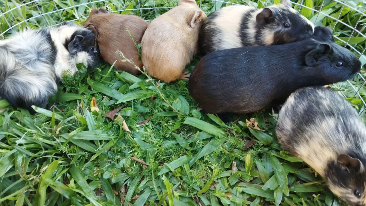 Porquinhos da índia  - Foto 2