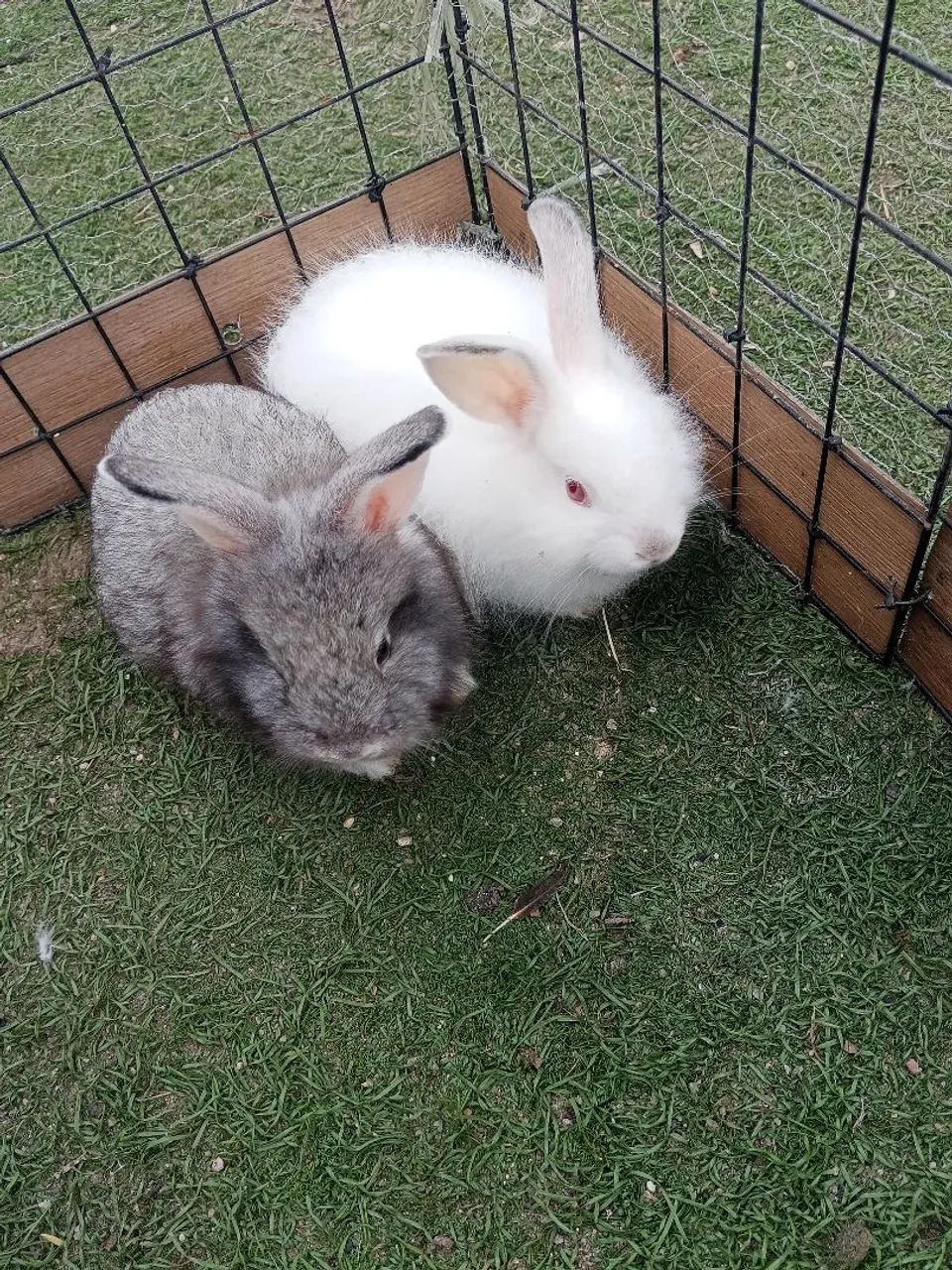 Coelho Teddy e porquinhos  - Foto 2