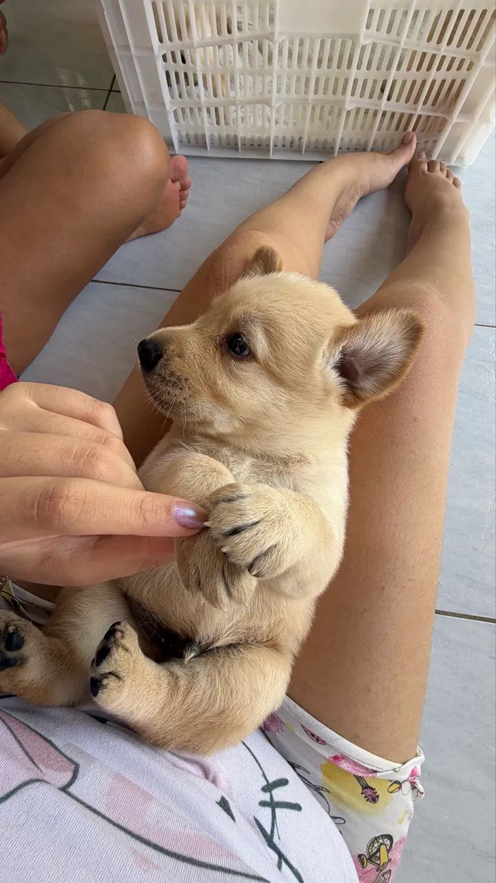 Filhotes de Labrador Puro
