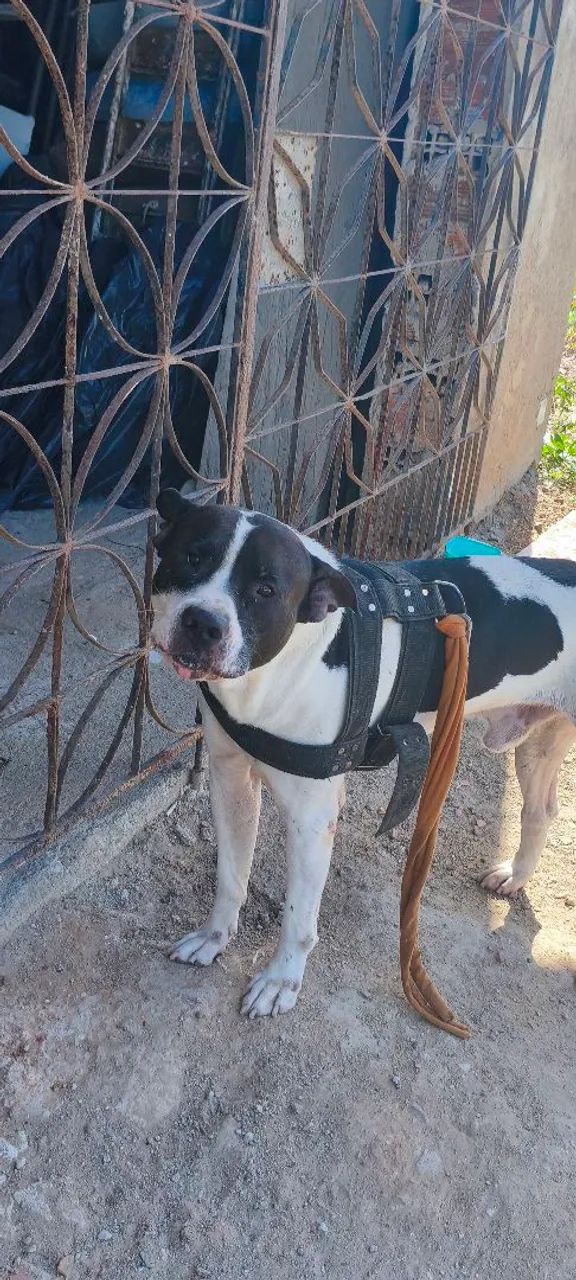Pitbull abandonado