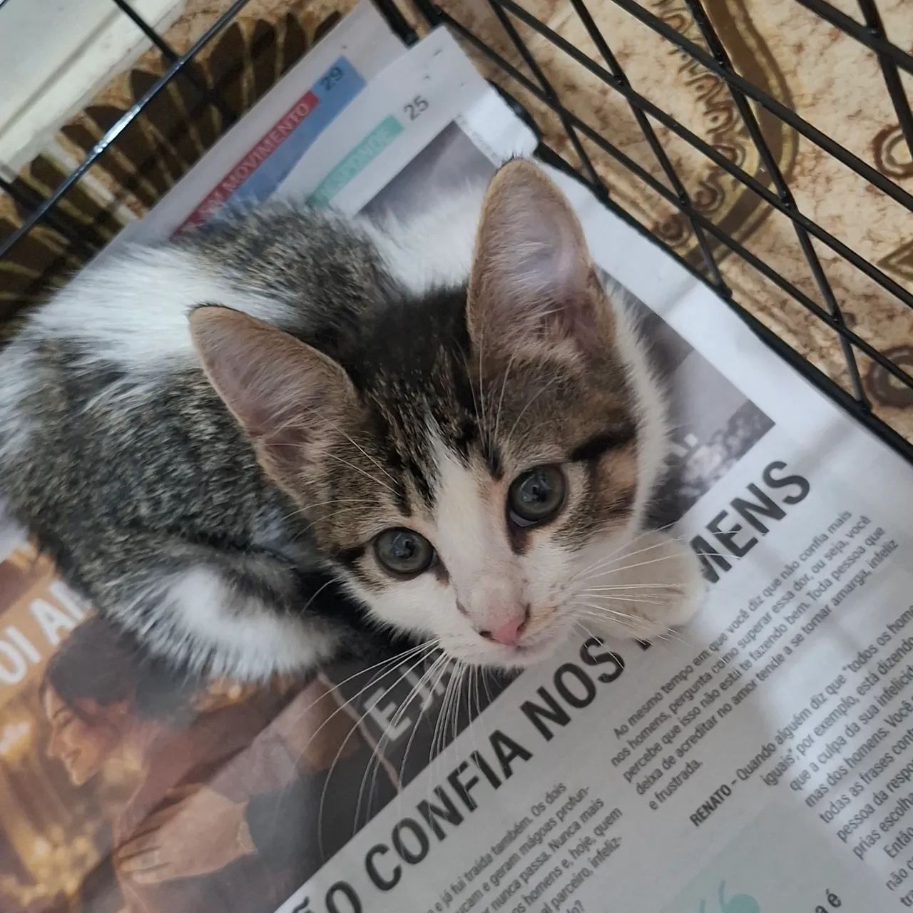 Doação de gatas