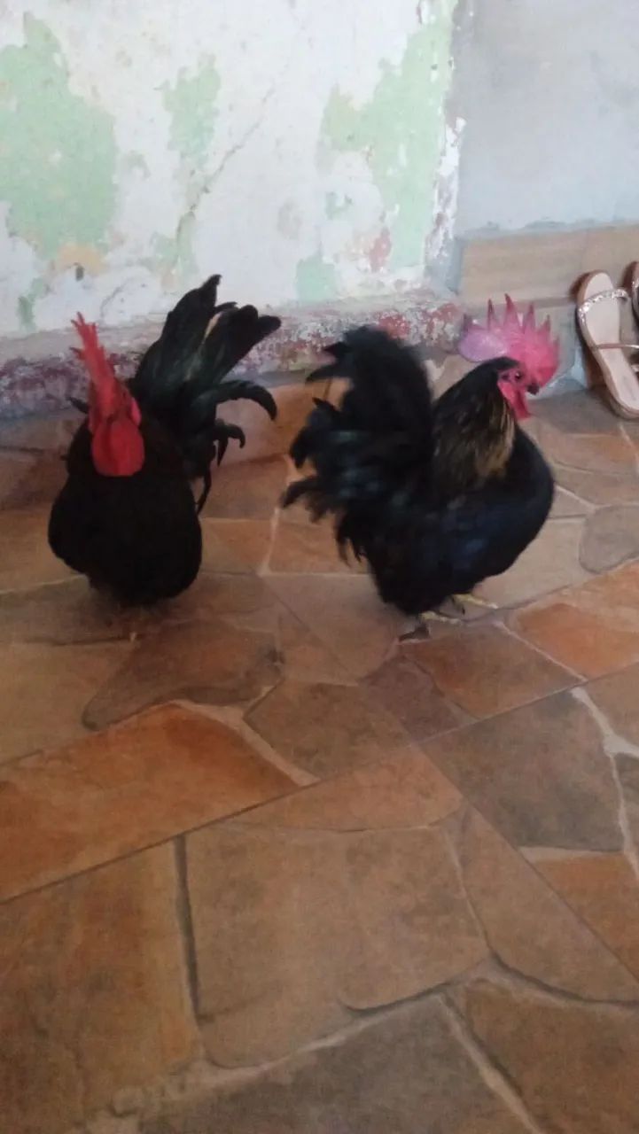 Vendo um galo e uma galinha da raça nakasaki  - Foto 4