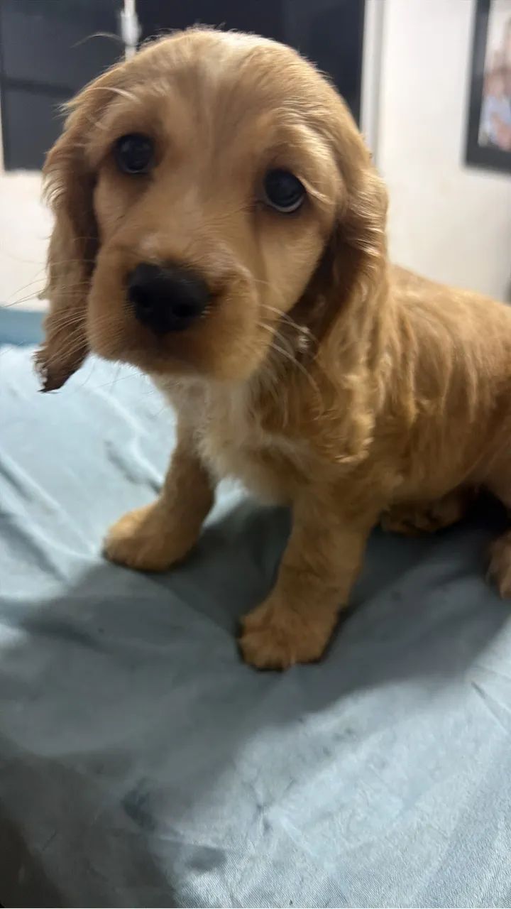 Cocker Macho  - Foto 2
