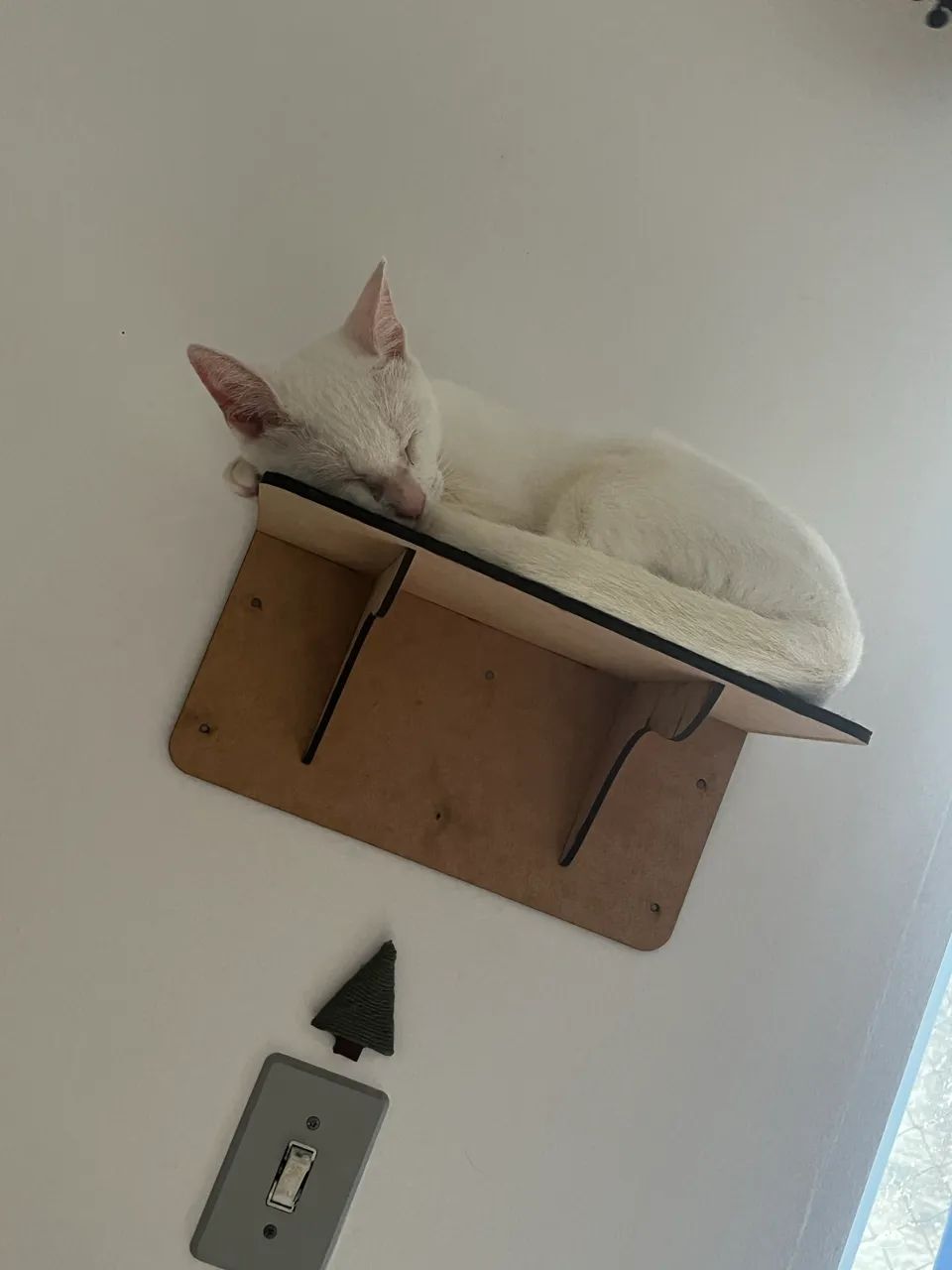 Gatinha para adoção  - Foto 2