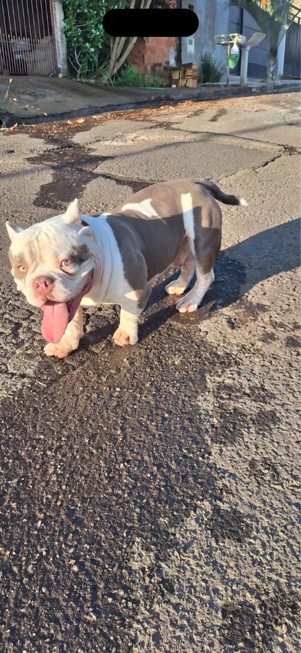 American Bully Micro  - Foto 3