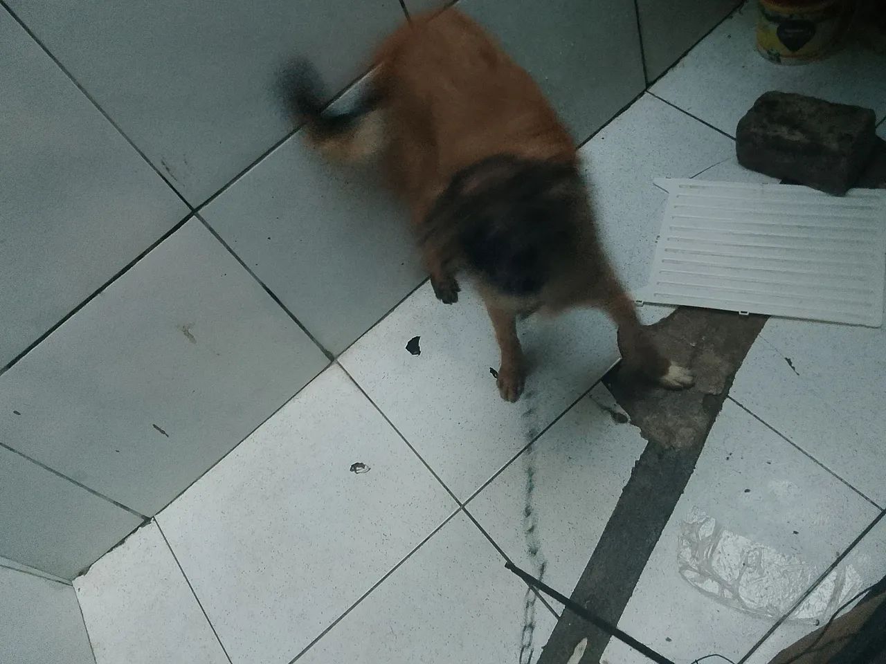 Cachorro de raça 
