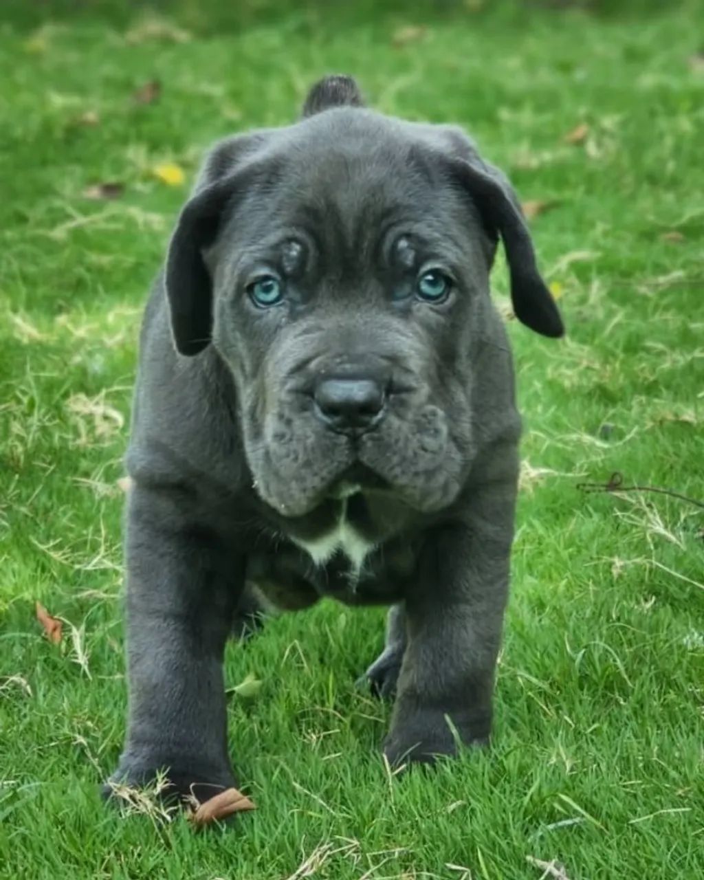 Cane Corso Otimo Cão De Guarda 