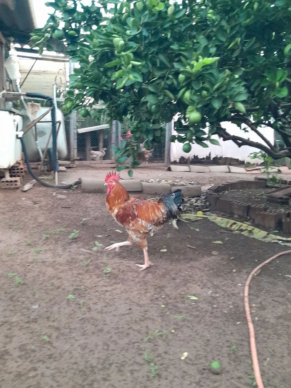 Vendo  ? da raça gsb se encontra em mirassol enteressado chama *  - Foto 4