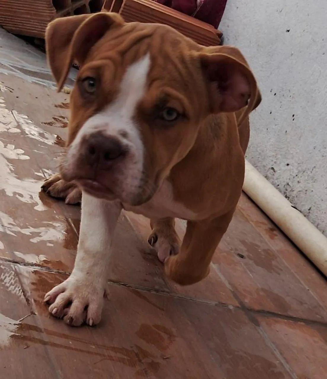 American bully - Foto 5