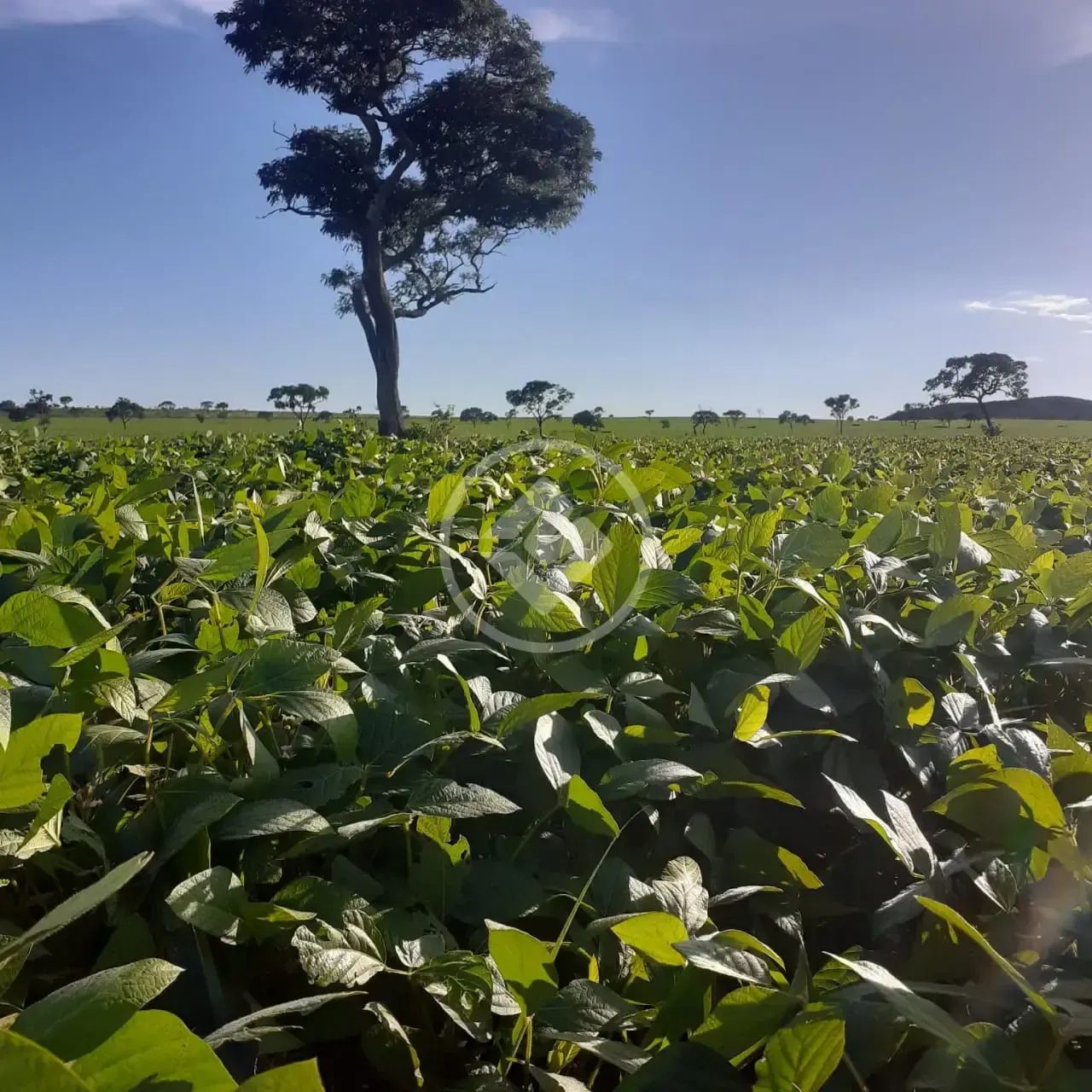 Fazenda em Goiás com plantação de Soja e Café codigo: 268245 - Foto 2