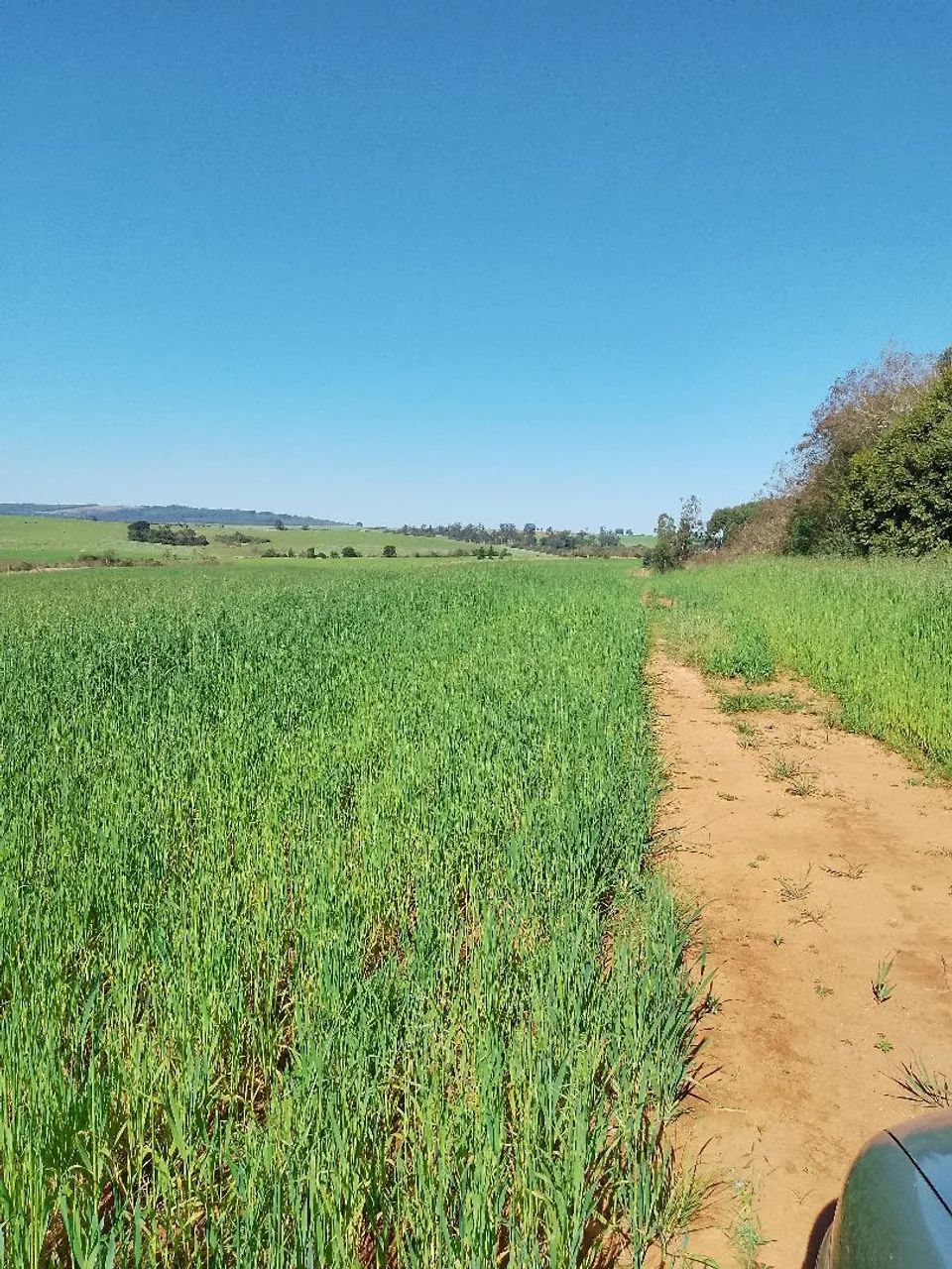 Campo com 14 hectares  - Foto 3