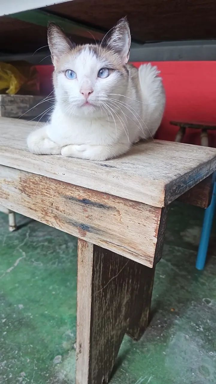 Doa se gatinha  - Foto 2